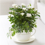 Cream Chic Rose Teacup